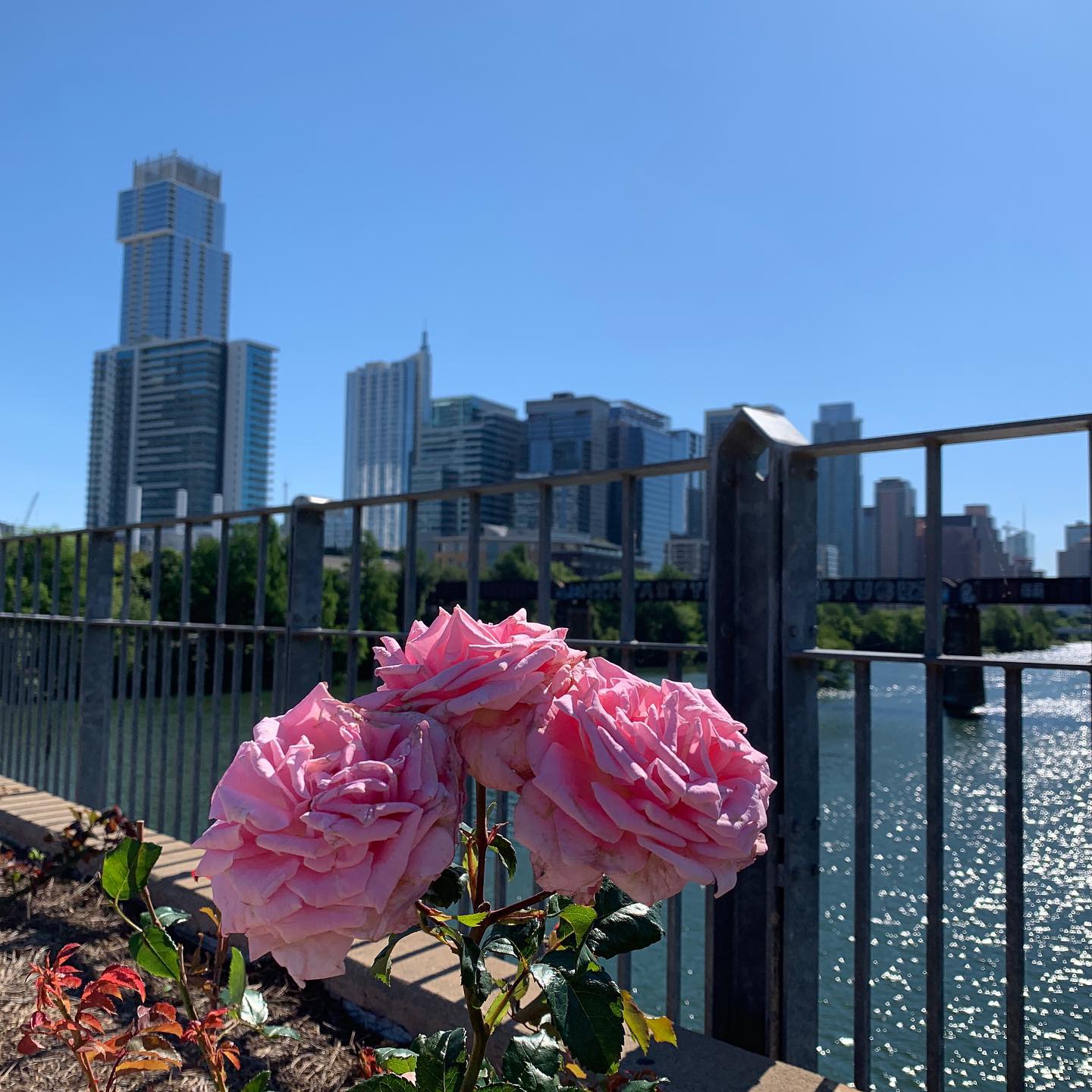 city skyline with a rose